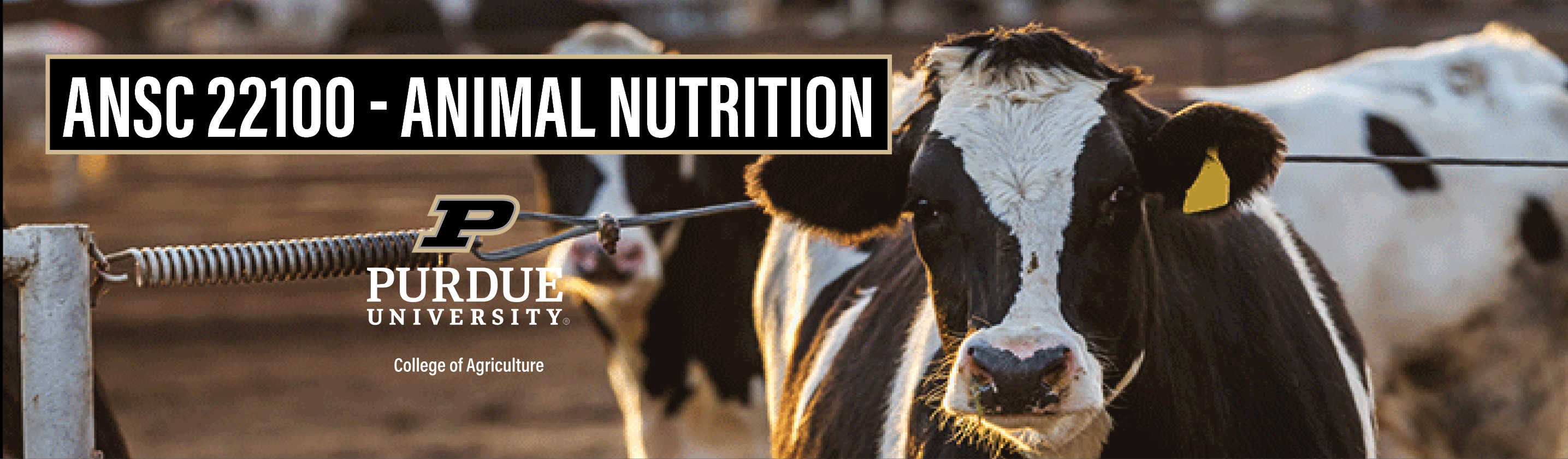 Principles of Animal Nutrition - From Fundamentals to Feeding